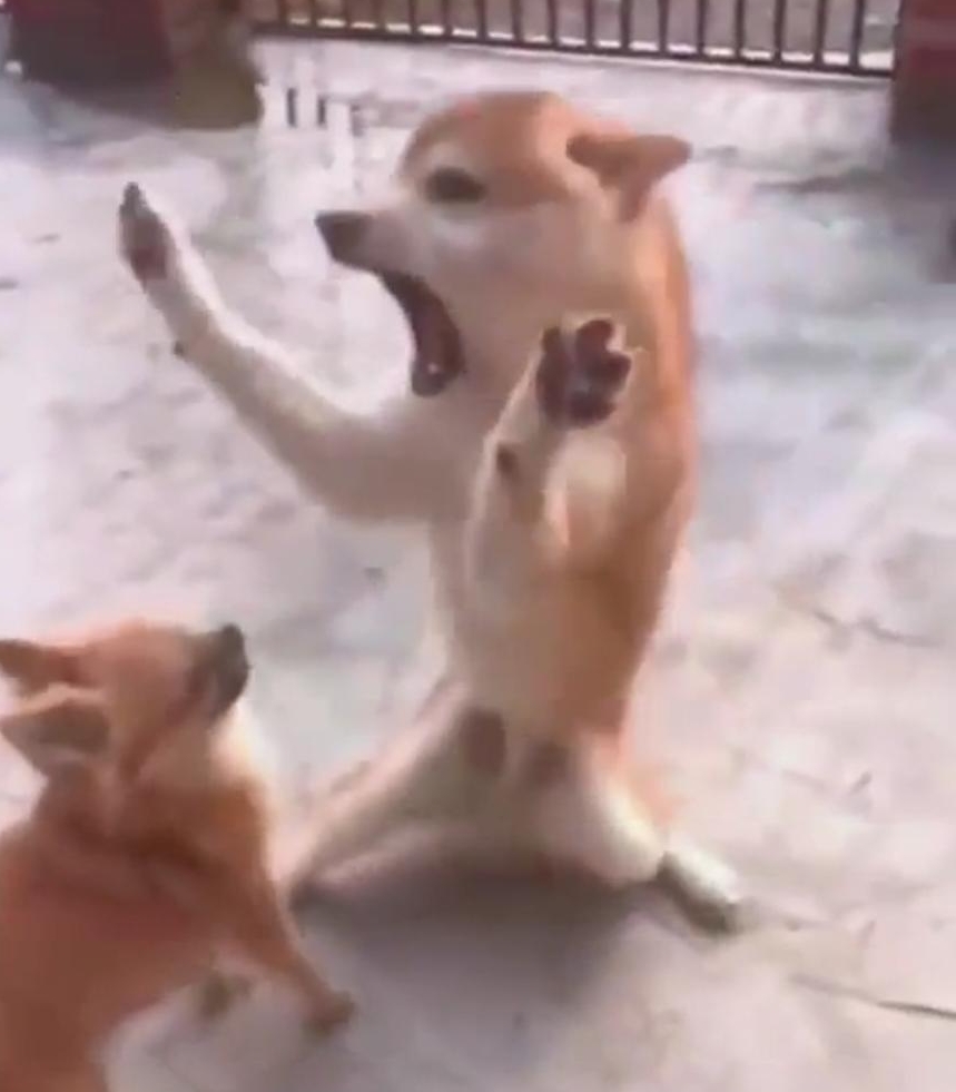 Неожиданный  ИсПУК. 
Подборка смешного видео №5