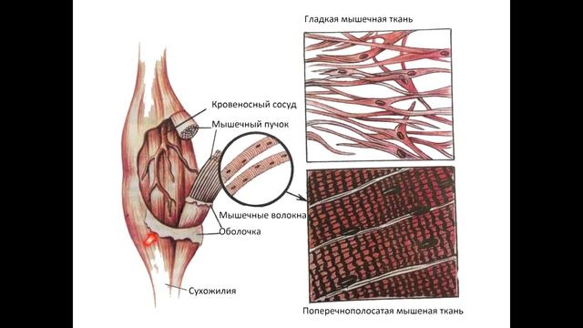 Анатомия. Мышцы смотреть онлайн