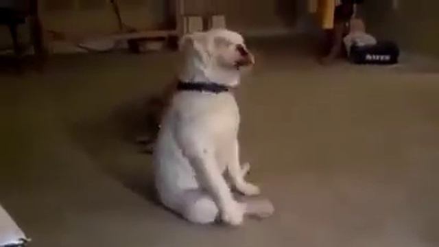 У пса отличный музыкальный слух Он в восторге от звучания аккордов! смотреть онлайн