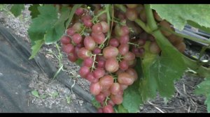 Виноград 2023. Дынька - первые впечатления