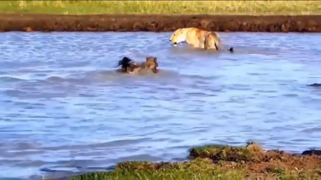 Эти Гиены Связались Не с Тем Львом! Гиены Против Львов, Бегемотов, Леопарда, Медоеда, Носорога смотреть онлайн
