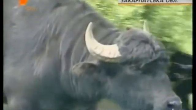 Нарцисы смотреть онлайн