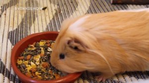 Сухой Корм для Морских Свинок / Свинки Шоу / SvinkiShow