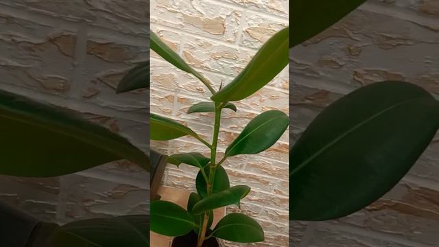 Фикус – денежное дерево смотреть онлайн