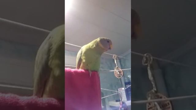 Говорящий сливоголовый попугай смотреть онлайн