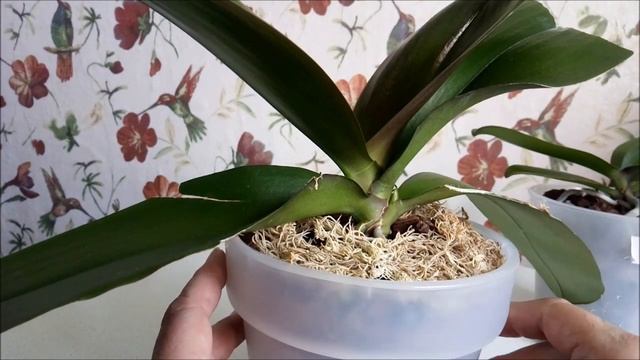 Зачем нужен мох по верху горшка?))) Обязательно его опрыскивать?))) смотреть онлайн