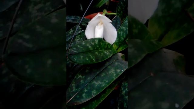 paphiopedilum bellatulum alba смотреть онлайн