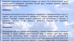 Бонсай  Портулакария