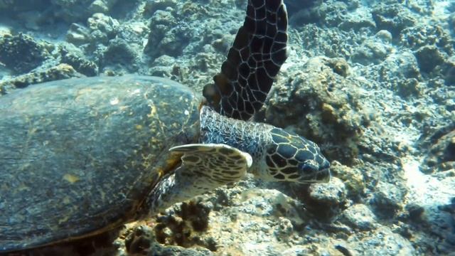 Apo Reef Diving #2 - with Apo Reef Club смотреть онлайн