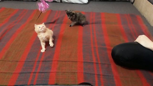 Лежанка для кошки своими руками / Веселые игрушки/ DIY смотреть онлайн