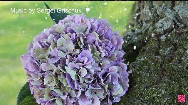 Новый! Музыка безумно красивая, доходящая до самых сокровенных уголков души. Сергей Грищук Музыка смотреть онлайн