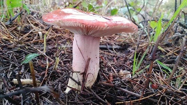 Russula rosea (Rosy Brittlegill Mushroom)(?) Two days apart смотреть онлайн