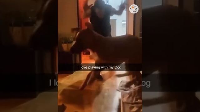 Смешные животные #142.mp4 смотреть онлайн