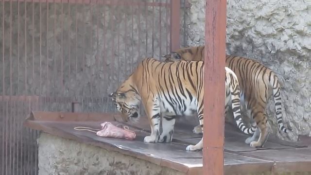Кормление тигров Зоопарк Харьков День тигров Feeding Tiger Zoo Kharkov Day tigers смотреть онлайн