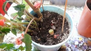 БЕГОНИЮ КЛУБНЕВУЮ ГОТОВЛЮ НА ПОКОЙ.ГДЕ СОДЕРЖАТЬ И КАК  СОХРАНИТЬ ДО СЛЕДУЮЩЕГО СЕЗОНА.ДЕЛЮСЬ ОПЫТО