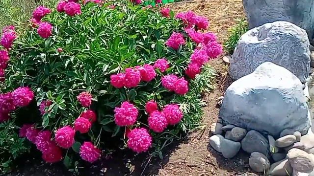 Цветёт ли мой пруд смотреть онлайн