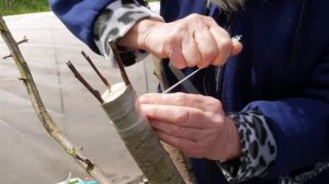 Самый простой способ прививки деревьев. Прививка за кору.