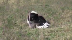 Спариванье страусов