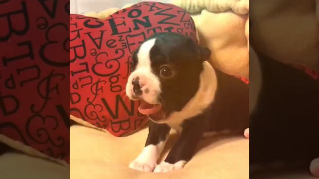 Московский Шарм Бостон -Гвендолин