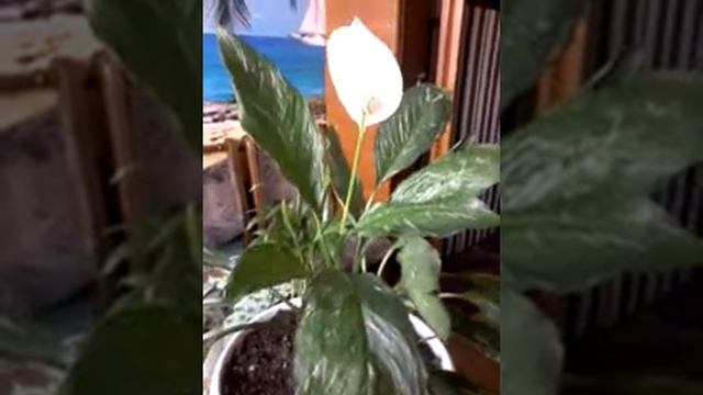 Мои комнатные растения.Зигокактус.Спатифиллум. смотреть онлайн
