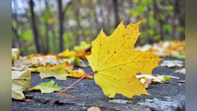 Стихотворение "Осенние листочки" смотреть онлайн