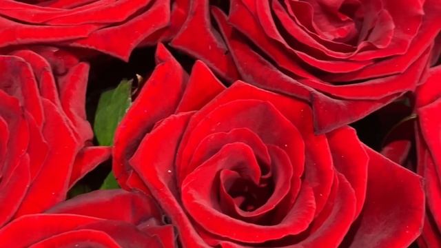 Красные розы без упаковки