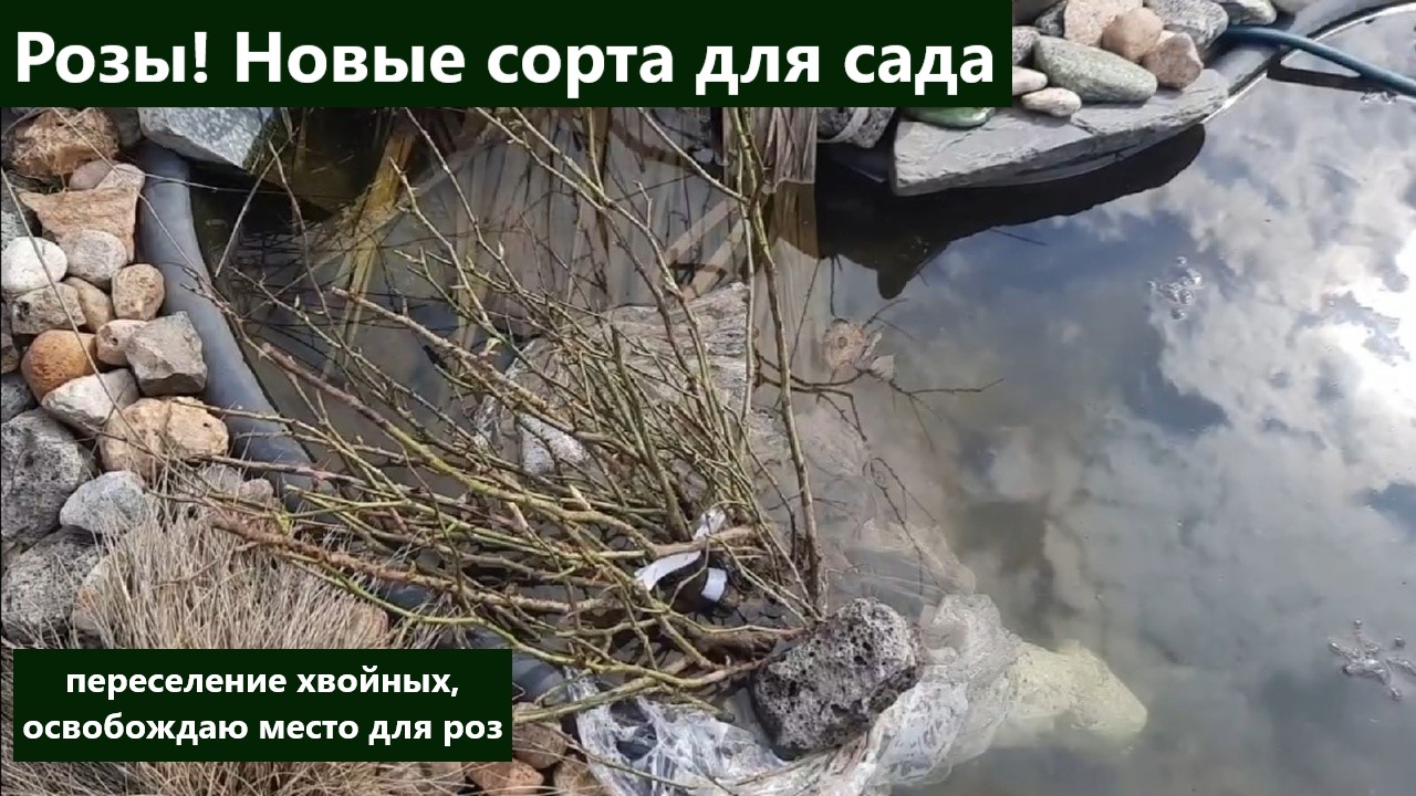 Розы! Новые сорта для сада. Переселение хвойных в емкости готовлю место под розы. смотреть онлайн