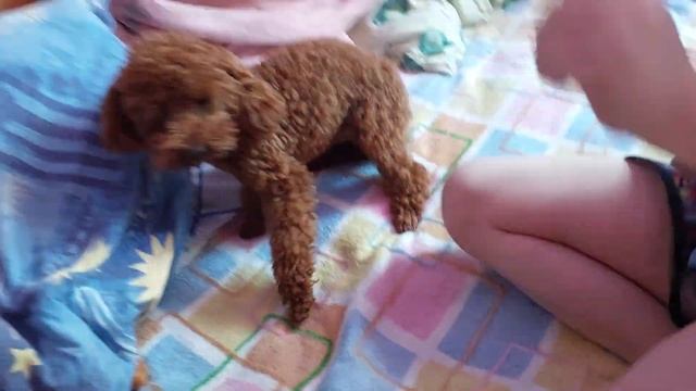 Нептун той- пудель и Ульяна питомник Кастропуло Крым ☺️ смотреть онлайн