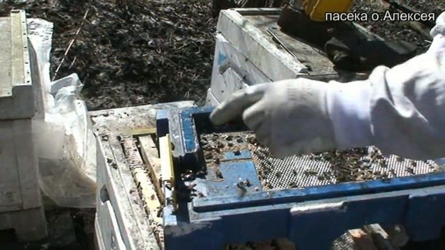 Пересаживаем семью из нуклеуса в улей. смотреть онлайн