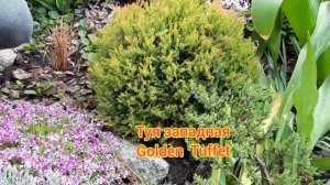 Хвойные карлики.Для альпийской горки.Сосна Винтер голд.Сосна Ильцен.Сосна Голден Таффет.Сад.Дача.