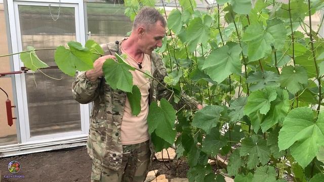 ОБЛОМКА ПАСЫНКОВ ВИНОГРАДА.ЧЕКАНКА ВИНОГРАДА.ВИНОГРАД В ТЕПЛИЦЕ [2020 год]. смотреть онлайн