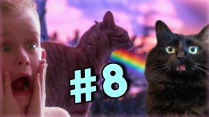 Purrfect #8 | Свежая подборка питомцев | Смешные и милые | Забавные Животные | Приколы 2022