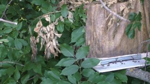 ПЧЁЛЫ и сотовая связь 4 G !!!