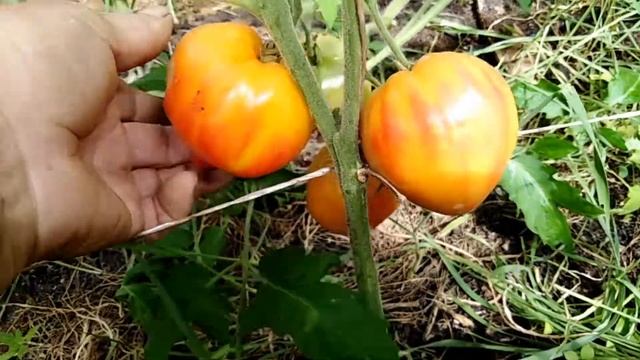 Томат Сердце Зебры абрикосовое (Coeur De Zebre Apricot). смотреть онлайн