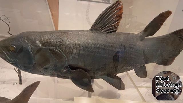 Royal Ontario museum ||ROM|| Toronto Canada. смотреть онлайн