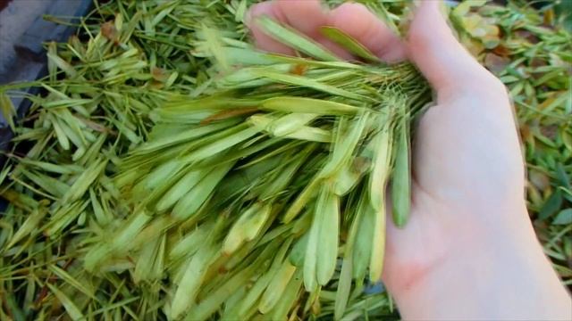 Семена клена и ясеня для попугая как натуральное лакомство. смотреть онлайн