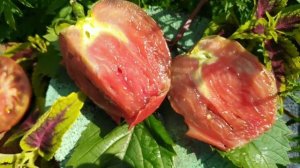 Экзотический,коллекционный сорт ВОРЛОН понравится всем.Посажу на следующий год.