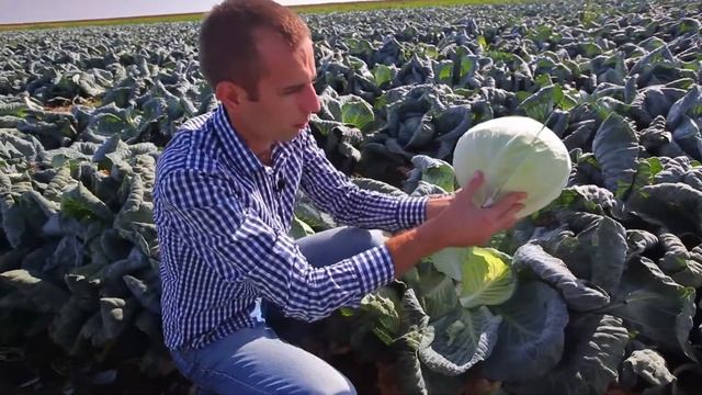 Капуста Ларсия Обзор. Теория и практика. смотреть онлайн