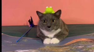 ЕСЛИ БЫ КОТИКИ ХОДИЛИ В ШКОЛУ-ЛОТКОВ И КУСЕВ ПОПАЛИ В ПРОШЛОЕ