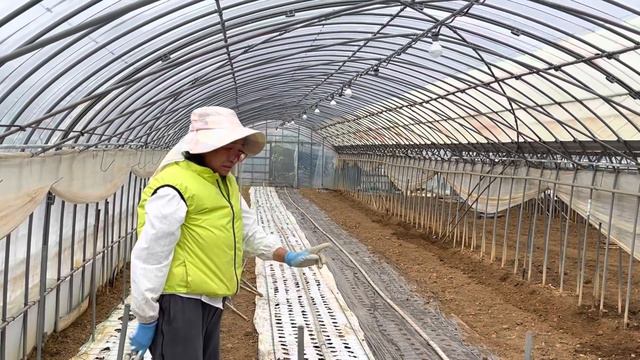 ปลูกสายพันธุ์ดอกอัสโตม่า (Eustoma) ดอกลิซิเเอนทัส(Lithianthus) …ชุดผลิตดอกไม้ (38)