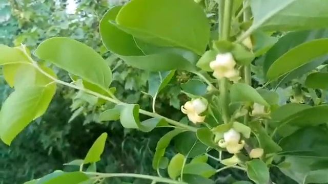 Цветение морозостойкой хурмы. Сорт Гора Говерла. Кропивницкий смотреть онлайн