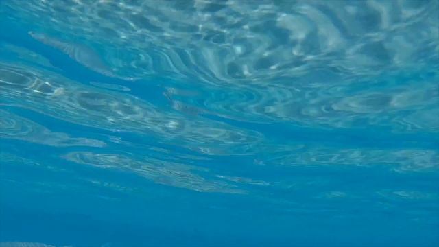 Sunwing Waterworld Makadi 5* ПОДВОДНАЯ ЖИЗНЬ !Makadi Spa!Makadi Palace!Grand Makadi (4K) смотреть онлайн