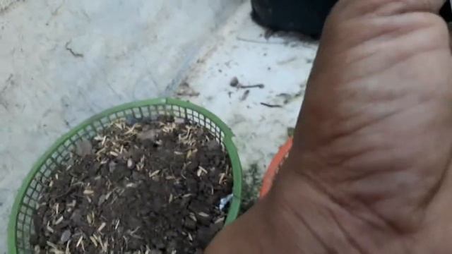 Cara semai Lettuce Salad Bowl Green смотреть онлайн