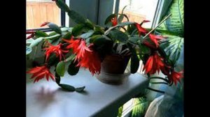 Декабрист Шлюмбергера  уход в домашних условиях виды зигокактуса