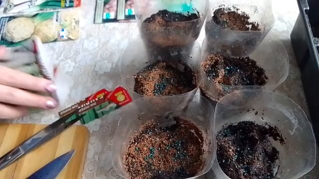 Сеем лук порей в кипяток. Через неделю прекрасный результат. смотреть онлайн