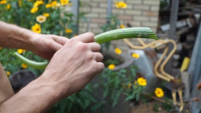 Дудка из кабачкового листа за полторы минуты! смотреть онлайн