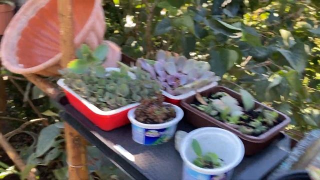 Осенняя пересадка уличных очитков. смотреть онлайн