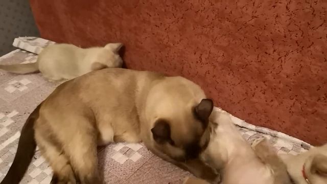 Котята Европейской бурмы. ПИТОМНИК SIlkPanther смотреть онлайн