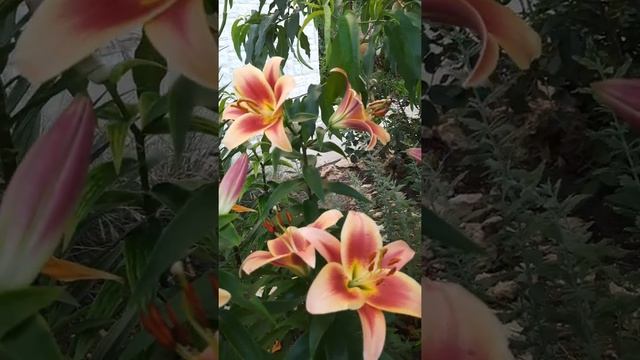 #shorts Лилии ОТ гибрид Montego Bay смотреть онлайн