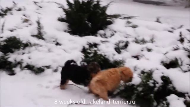 Lakeland Terrier Puppies